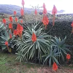 Casa Da Ribeira Lajes do Pico