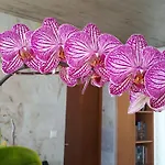 Casa Da Ribeira Bed & Breakfast Lajes do Pico