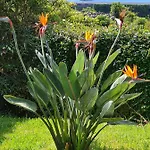 Casa Da Ribeira Bed & Breakfast 4*