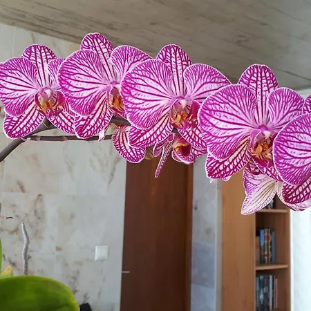 Casa Da Ribeira Alojamento de Acomodação e Pequeno-almoço Lajes do Pico