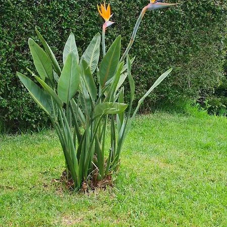 Bed & Breakfast Casa Da Ribeira