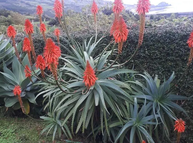 Casa Da Ribeira ラジェス・ド・ピコ