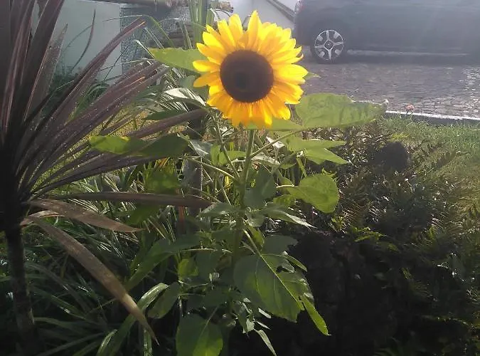 ベッド・アンド・ブレックファスト Casa Da Ribeira ラジェス・ド・ピコ