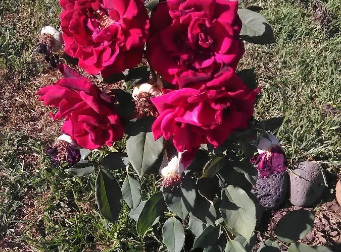 Casa Da Ribeira 4* ラジェス・ド・ピコ