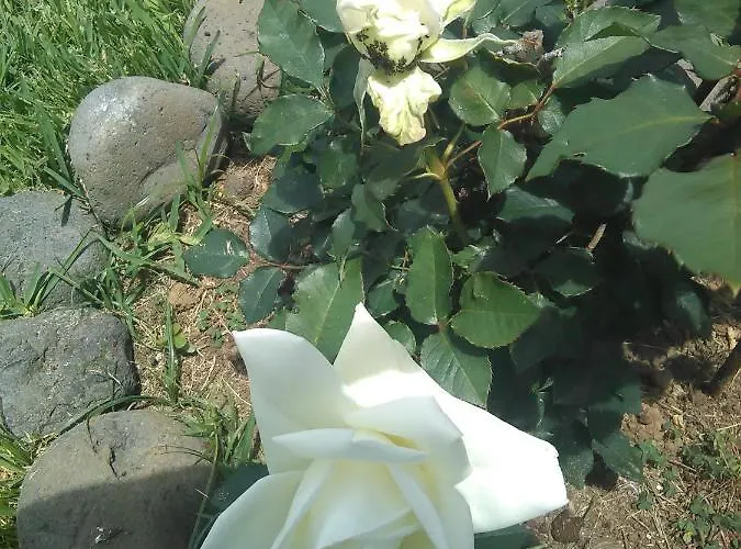 Casa Da Ribeira ベッド・アンド・ブレックファスト ラジェス・ド・ピコ