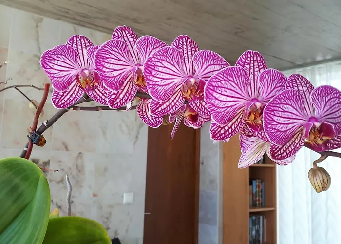 Casa Da Ribeira ベッド・アンド・ブレックファスト ラジェス・ド・ピコ