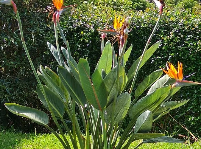 Casa Da Ribeira ベッド・アンド・ブレックファスト 4*