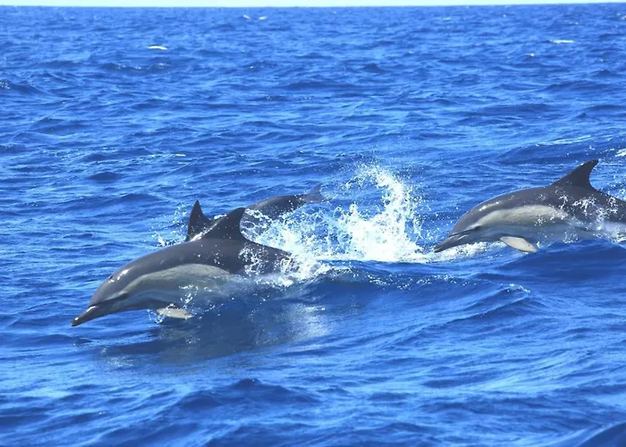 ベッド・アンド・ブレックファスト Casa Da Ribeira 4*