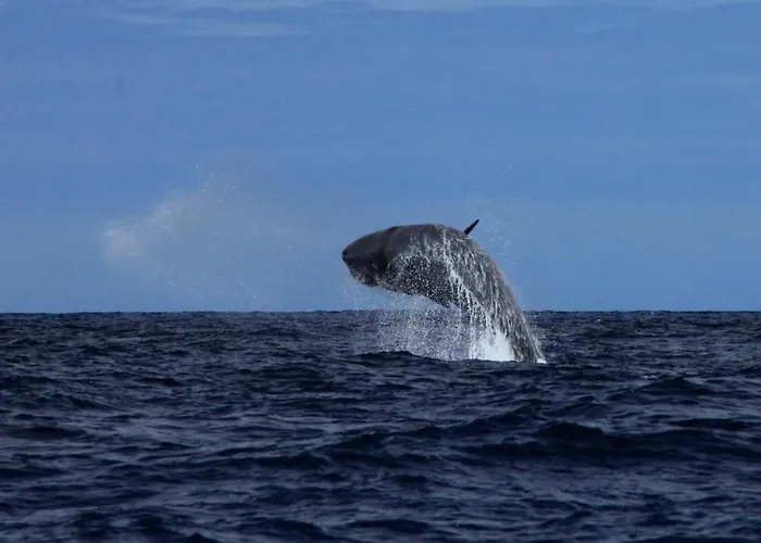 Casa Da Ribeira ベッド・アンド・ブレックファスト
