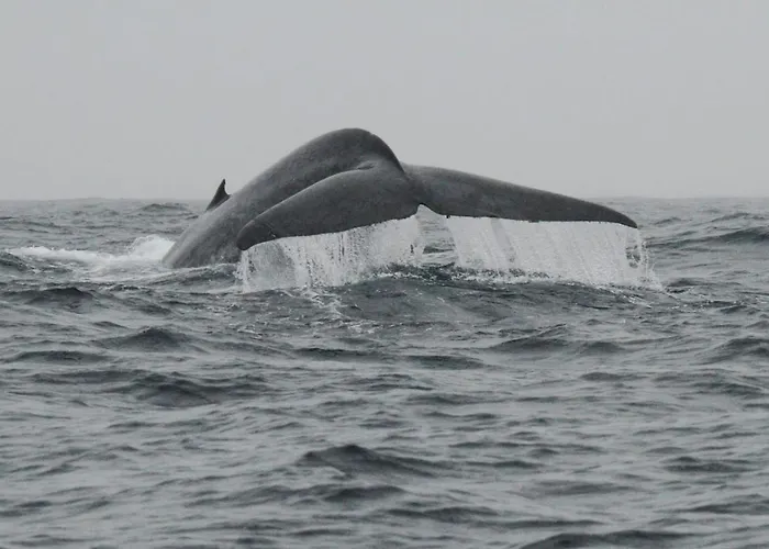 Casa Da Ribeira ベッド・アンド・ブレックファスト ラジェス・ド・ピコ