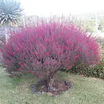Casa Da Ribeira לינה וארוחת בוקר לאז'ס דו פיקו