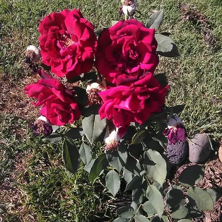 Casa Da Ribeira 4* Lajes do Pico