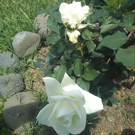 Casa Da Ribeira Bed & Breakfast Lajes do Pico