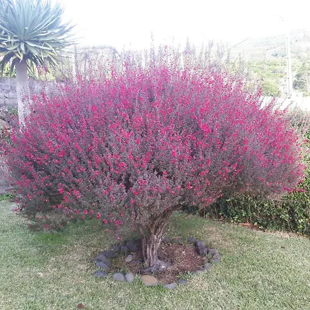 Casa Da Ribeira Bed & Breakfast Lajes do Pico