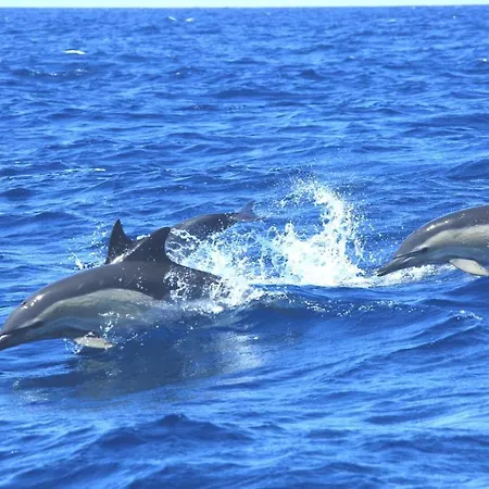 Bed & Breakfast Casa Da Ribeira 4*