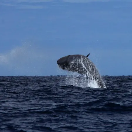 Casa Da Ribeira Bed & Breakfast