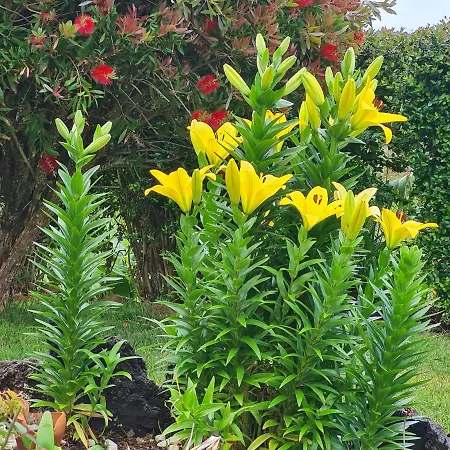 Casa Da Ribeira Lajes do Pico