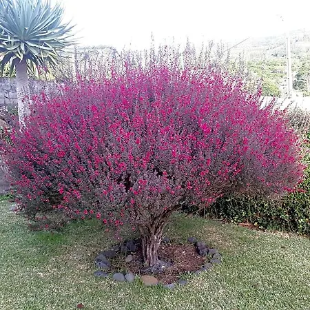 Casa Da Ribeira לינה וארוחת בוקר
