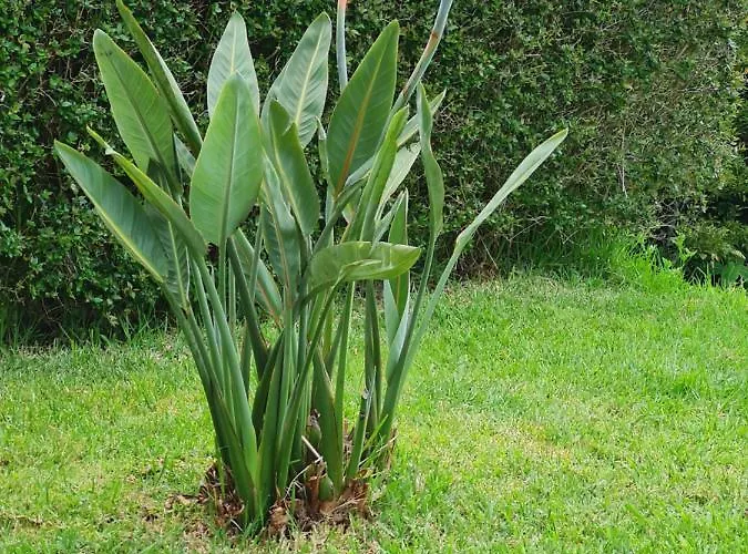 לינה וארוחת בוקר Casa Da Ribeira