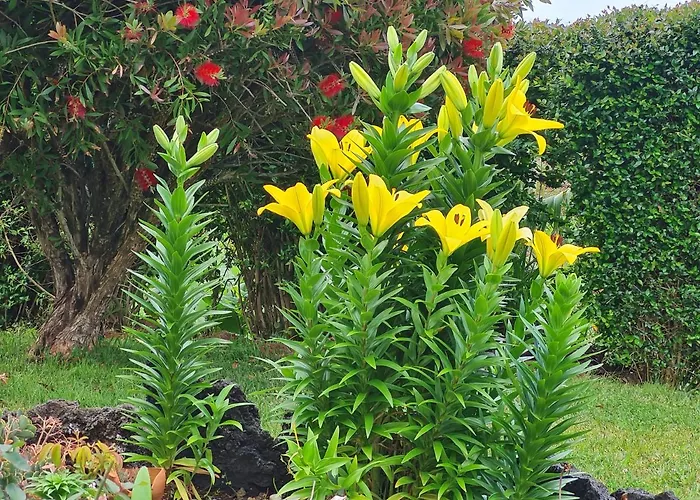 Casa Da Ribeira Lajes do Pico